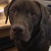 Roy Chappell 's Labrador Retriever - Buddy