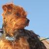 David Fenna's Yorkshire Terrier - Hugo