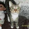 [REDACTED] [REDACTED]'s Domestic longhair cat - Jasper