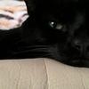 [REDACTED] [REDACTED]'s Domestic longhair cat - Shadow