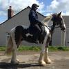 Paula Graham's Clydesdale Horse - Paddy