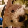 Katie Charlesworth's West Highland White Terrier - Barney