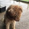 Sara Hurst's Airedale Terrier - Ruby
