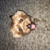 Sophie Reid (littlemissreidy93)'s Yorkshire Terrier - Ralph