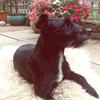 Margaret Nile's Patterdale Terrier - Tilly