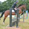Pene Grimster's Irish Sport Horse - Jasper