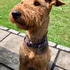 Helena Madgwick's Airedale Terrier - Boris
