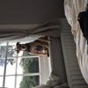 Alison Roe's Lakeland Terrier - Sandie