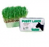 Catac Pussy Lawn Instant Grass