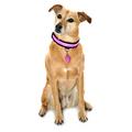 Equisafety Led Flashing Dog Collar Pink