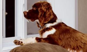 How can changing your routine impact your dog?