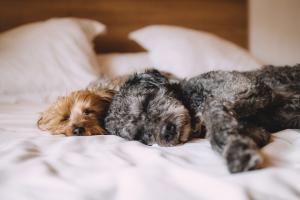 Avoid cold and flu season for your pooch