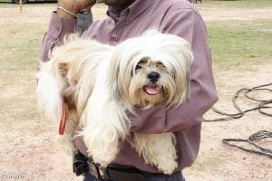 Top Tips For Dog Grooming