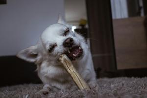 How to Brush Your Dog’s Teeth