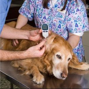Ear infections and your dog