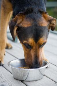 how to transition to raw dog food