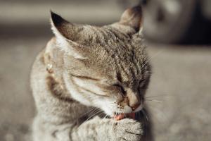 How to Prevent Hairballs in Cats