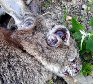 Myxomatosis Awareness
