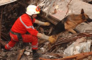 Search and Rescue Dogs