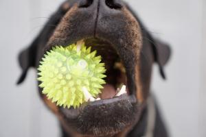 How to improve your dog's dental health