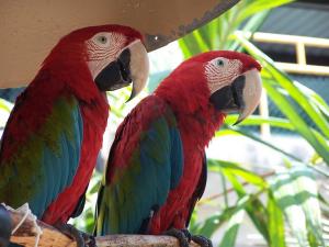 Heat sensitivity in birds