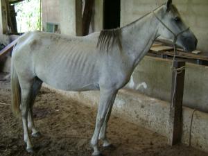 Equine Grass Sickness