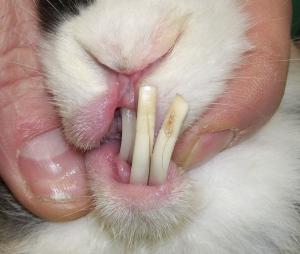 Dental disease in rabbits, guinea pigs and chinchillas