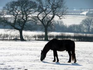 Turning your horse out for winter