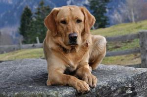 Promoting Skin & Coat Health