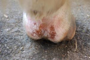 Leovet Ointment special care for skin after injuries ideal for mud fever 