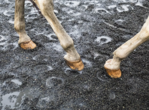 Mud Fever in Horses - Causes, Symptoms & Effective Treatments