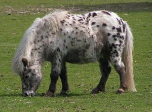 Equine Cushing's Disease (PPID)