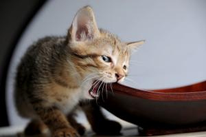 6 things our cats do that drive us crazy (but secretly we love!)