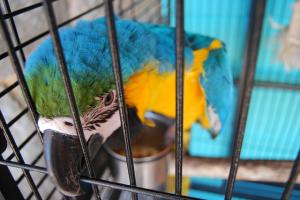 Behavioural problems in caged birds