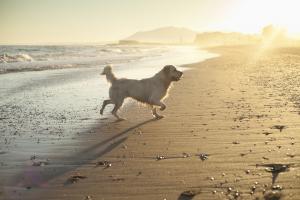 Top dog-friendly beach walks in the UK