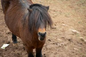 Grooming a Horse 101 - Step-by-Step Expert Guide