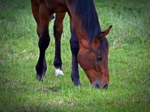 How to read your horse's body language