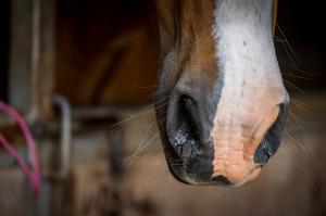Tips to protect your horse from Equine Herpes Virus (EHV)