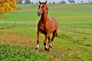 Caring for an Ex-Racehorse