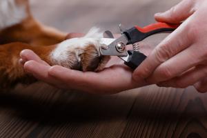 Protecting your dog's paws