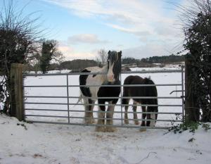 Winter time-saving tips for your yard