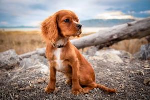 Allergies and skin complaints in dogs