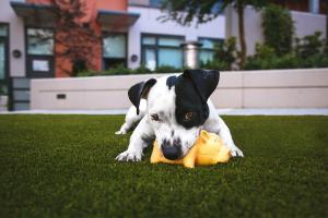 5 Human Habits That Annoy Our Dogs