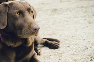 The UK's 10 Most Popular Dog Breeds