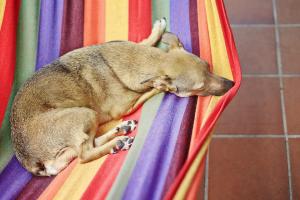 Warm Weather Care Tips For Dogs