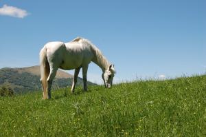 Tips For Exercising Your Horse In Warm Weather