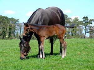 Worming - caring for breeding stock
