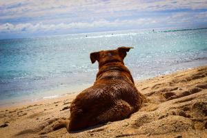 Checklist for travelling abroad with your dog