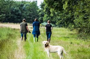The UK's Best Dog Walks