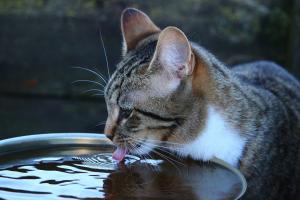 Tips For Keeping Your Cat Cool
